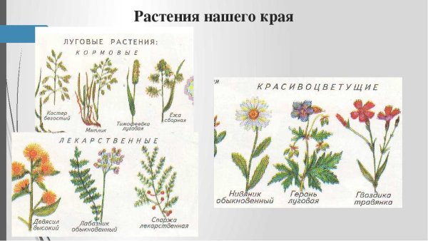 Типичные растения Луговой растительности
