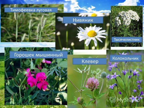 Растительный мир лугов