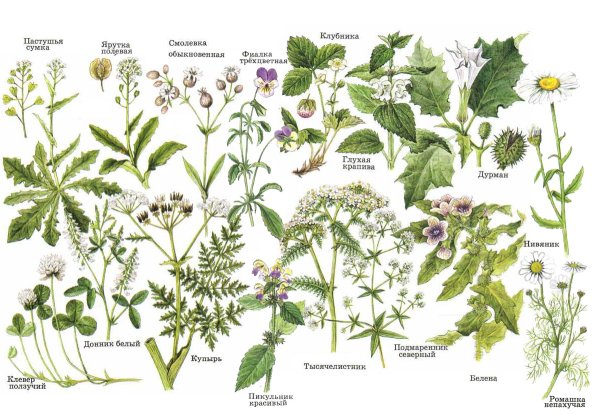 Атлас определитель травянистые растения леса