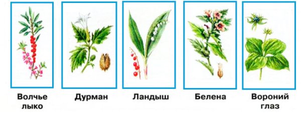 Ядовитые растения для детей дошкольного возраста