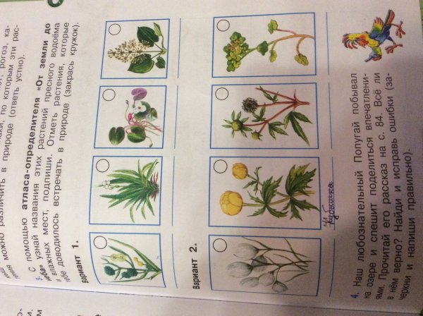 Травянистые растения водоемов и влажных мест