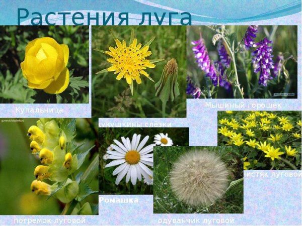 Луговые растения названия