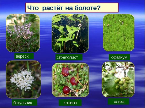 Что растет на болоте