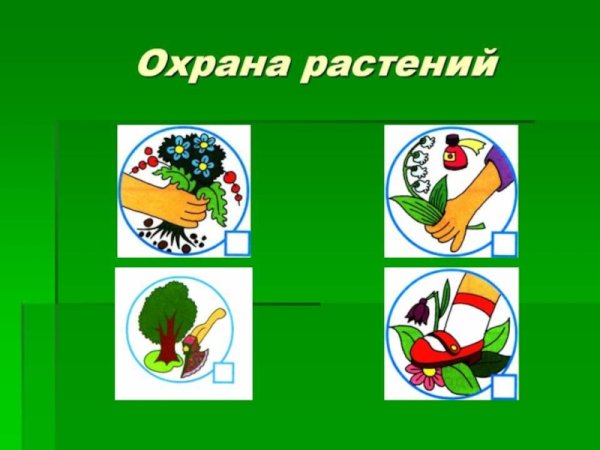 Проект охрана растений