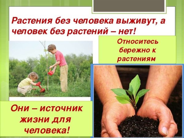 Бережное отношение к растениям