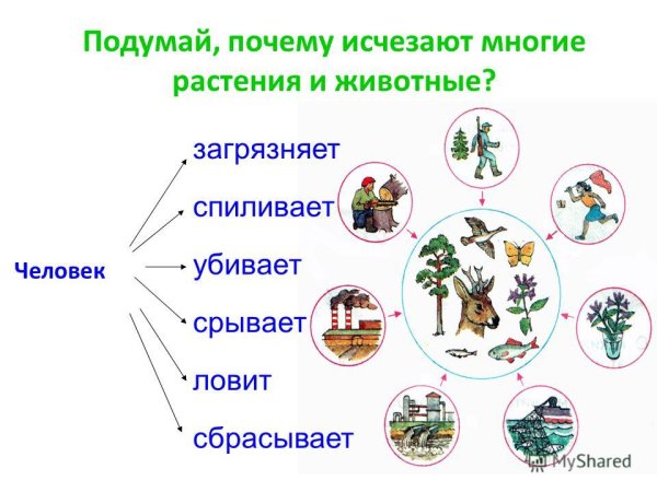 Проект охрана животных