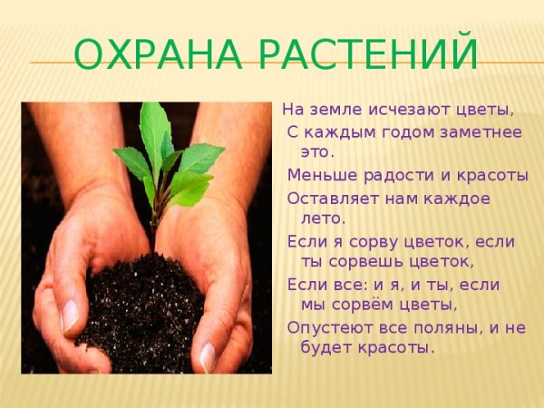 Охрана растений 3 класс окружающий мир