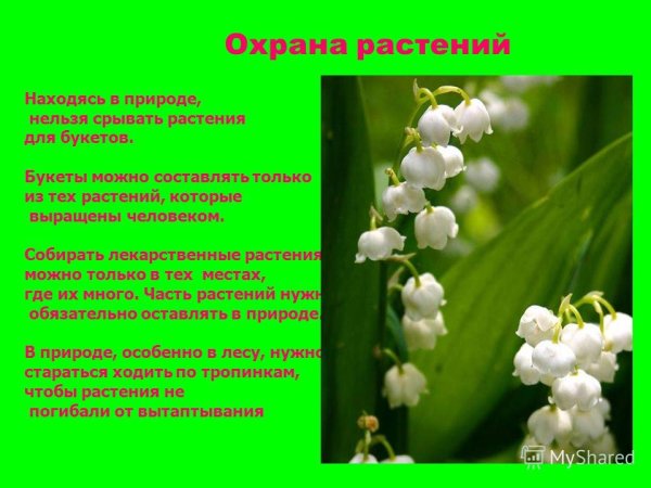 Проект охрана растений