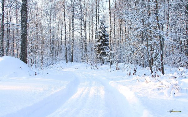 Зимний лес