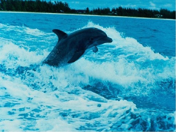 Окружающий мир красота моря