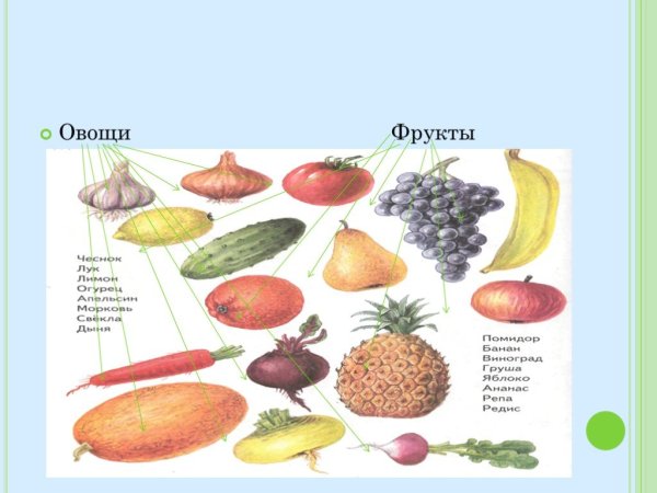 Овощи 1 класс окружающий мир
