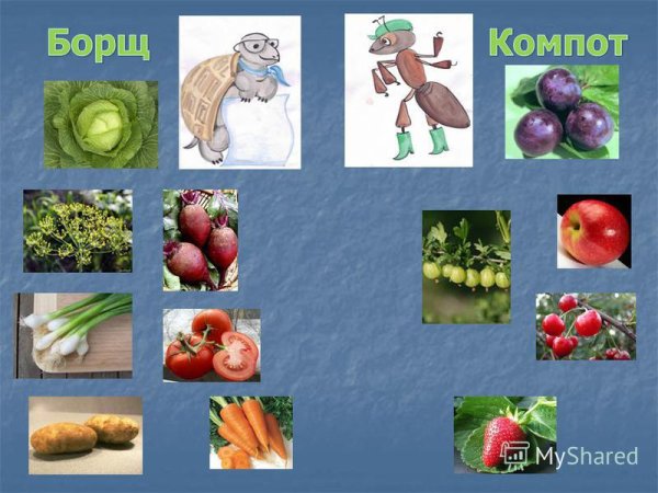 Овощи окружающий мир