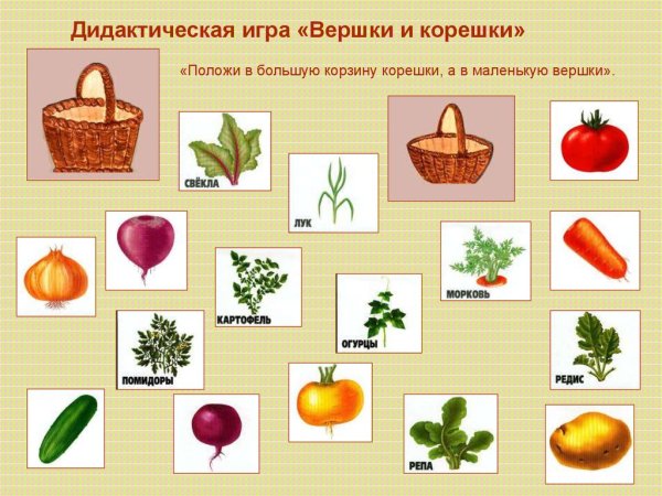 Вершки и корешки игра для дошкольников