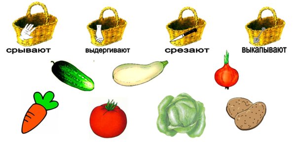 Овощи и фрукты для дошкольников