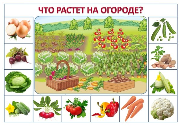 Дидактическая игра что растет в саду и в огороде