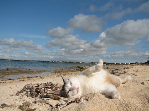 Котики на море на пляже