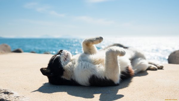 Кот отдыхает