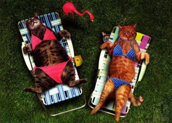 Кот на отдыхе