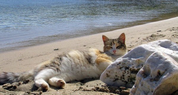 Кот на пляже