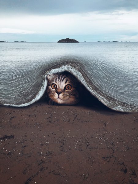 Кошка на пляже