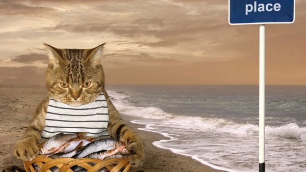 Коты на пляже