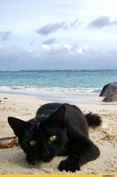 Коты на море