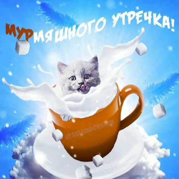 С добрым зимним утром котики