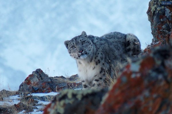 Снежный Барс на памире