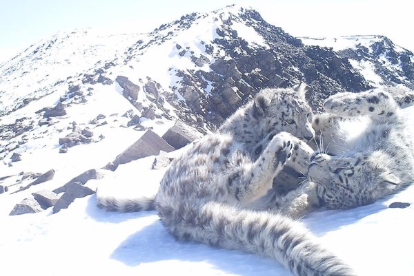 Снежный Барс в горах Алтая