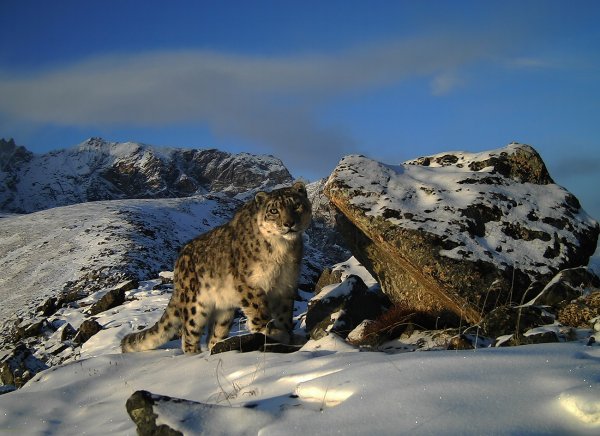 Ирбис снежный Барс Алтай