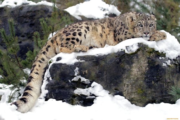 Снежный Барс Ирбис в горах