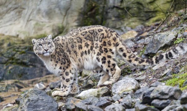 Ирбис снежный Барс Алтай