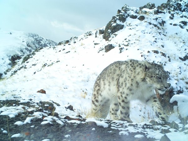 Убсунурская котловина снежный Барс