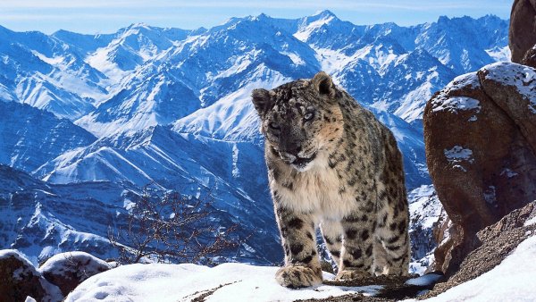 Снежный Барс Тянь Шань