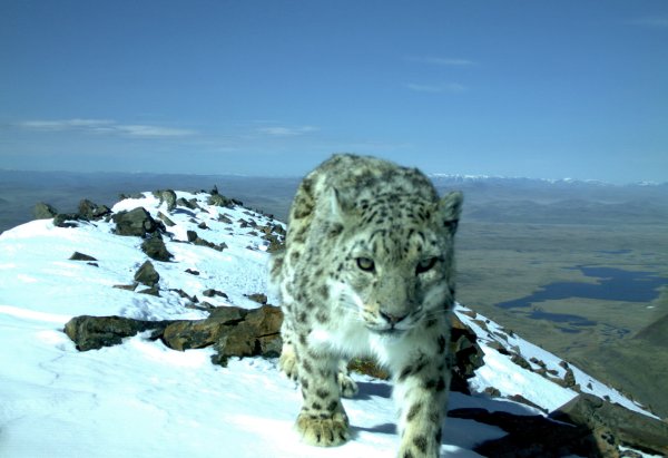 Ирбис снежный Барс Алтай