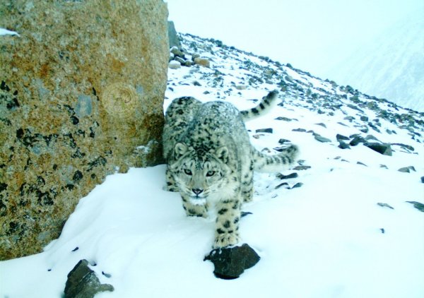 Снежный Барс Эльбрус