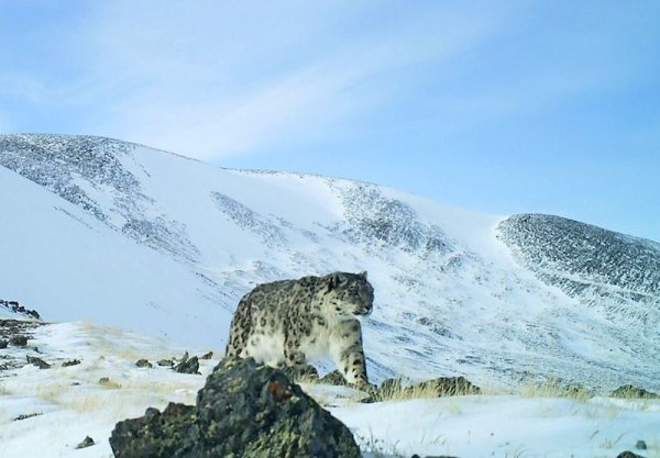 Снежный Барс Алтай