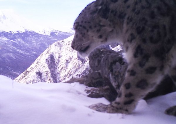 Монгун-Тайга Ирбис