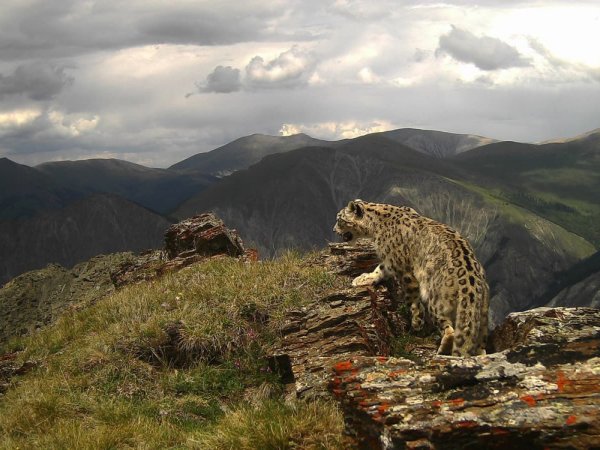 Ирбис снежный Барс Алтай