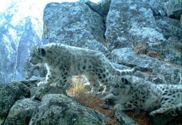 Снежный Барс Алтайский заповедник