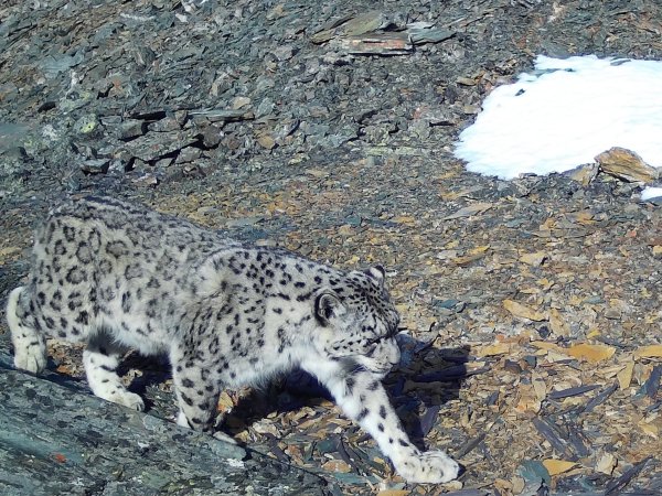 Убсунурская котловина снежный Барс