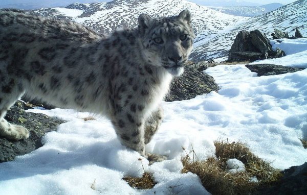 Снежный Барс Тянь Шань