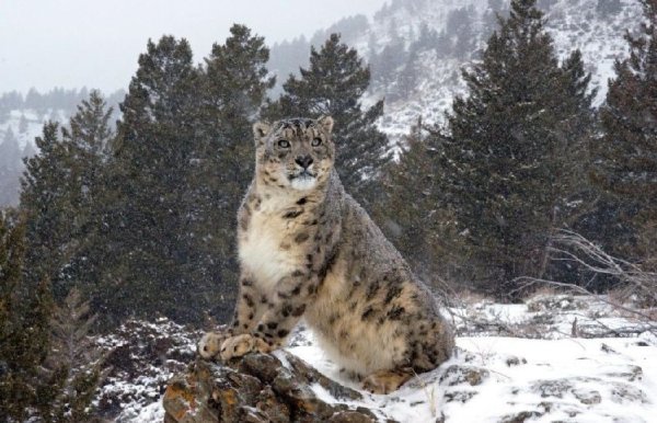 Убсунурская котловина снежный Барс