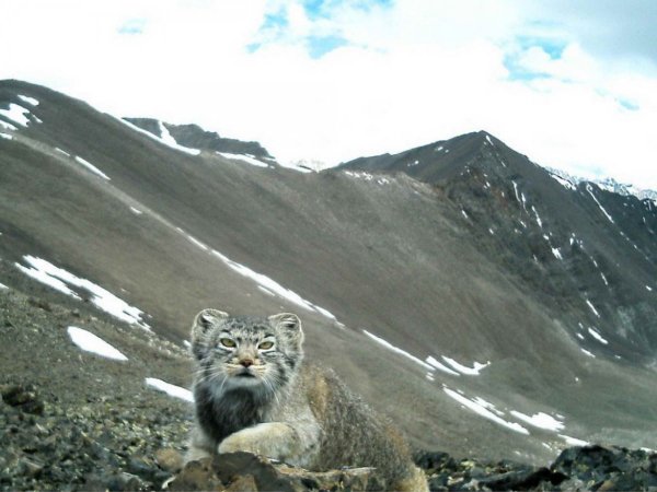 Кот Манул Алтай