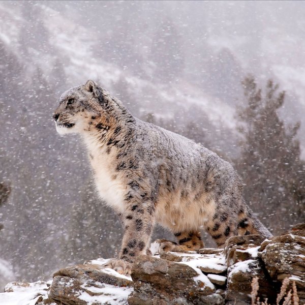 Снежный Барс Архыз