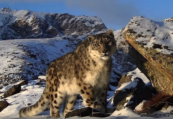 Снежный Барс Ирбис Бурятия