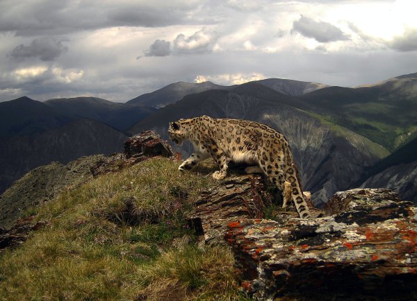 Снежный Барс в горах летом