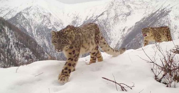 Снежный Барс Республика Алтай