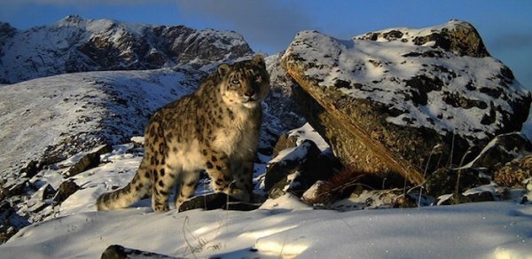 Снежный Барс Республика Алтай