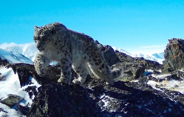 Снежный Барс ареал